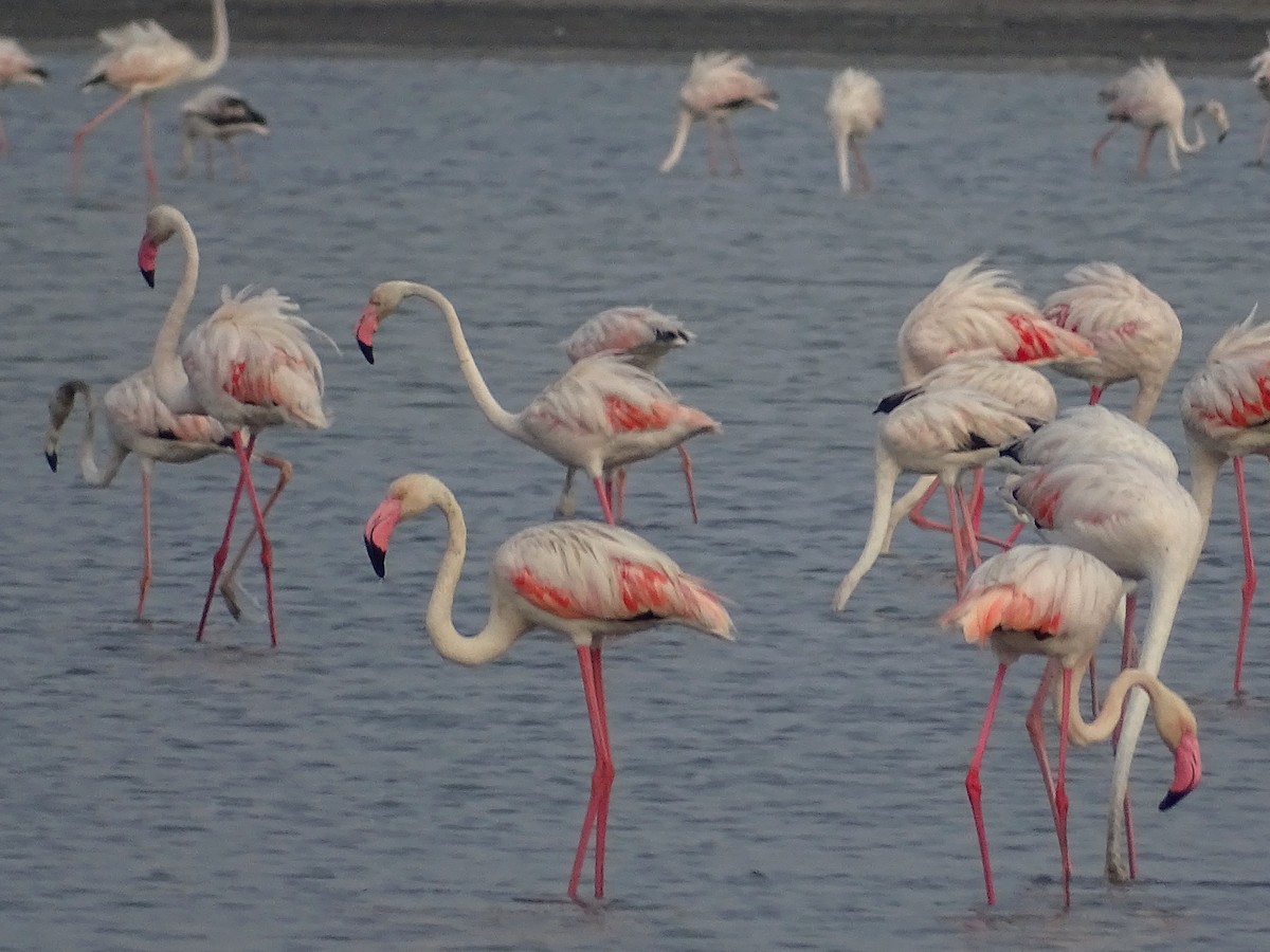 Greater Flamingo - Sri Srikumar