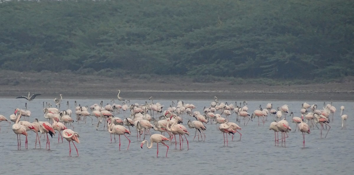 Greater Flamingo - Sri Srikumar