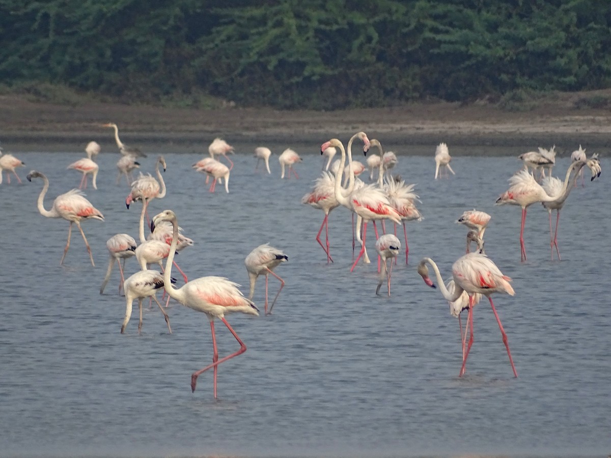 Greater Flamingo - Sri Srikumar