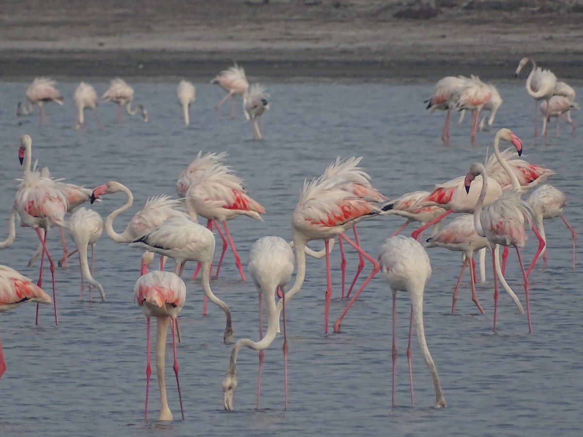 Greater Flamingo - Sri Srikumar