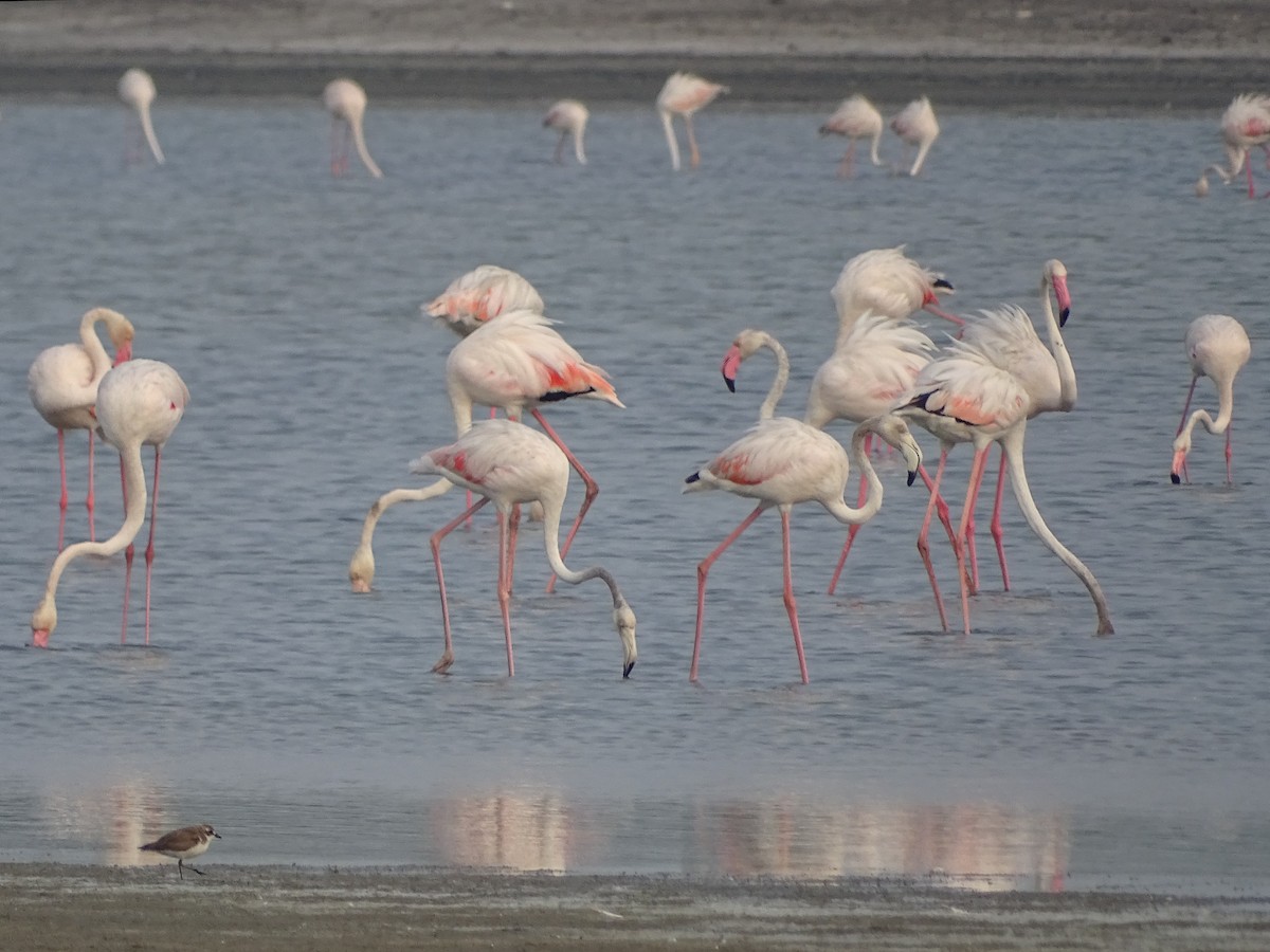 Greater Flamingo - Sri Srikumar