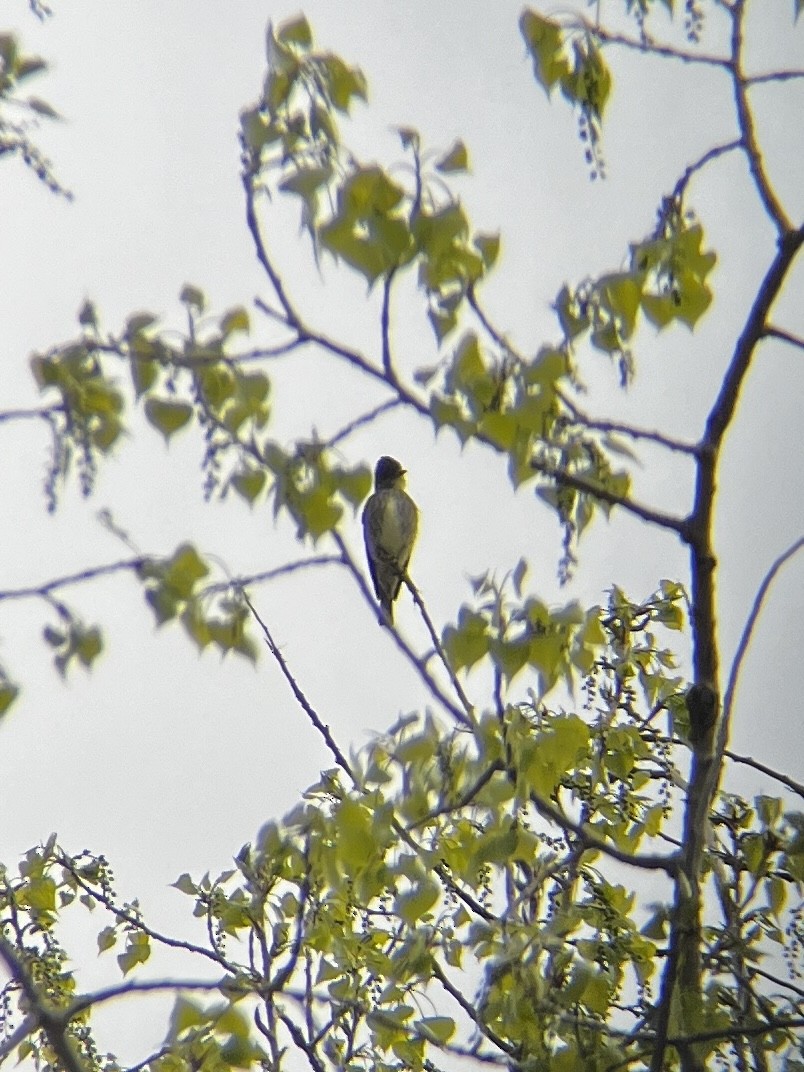 Olive-sided Flycatcher - ML618799337