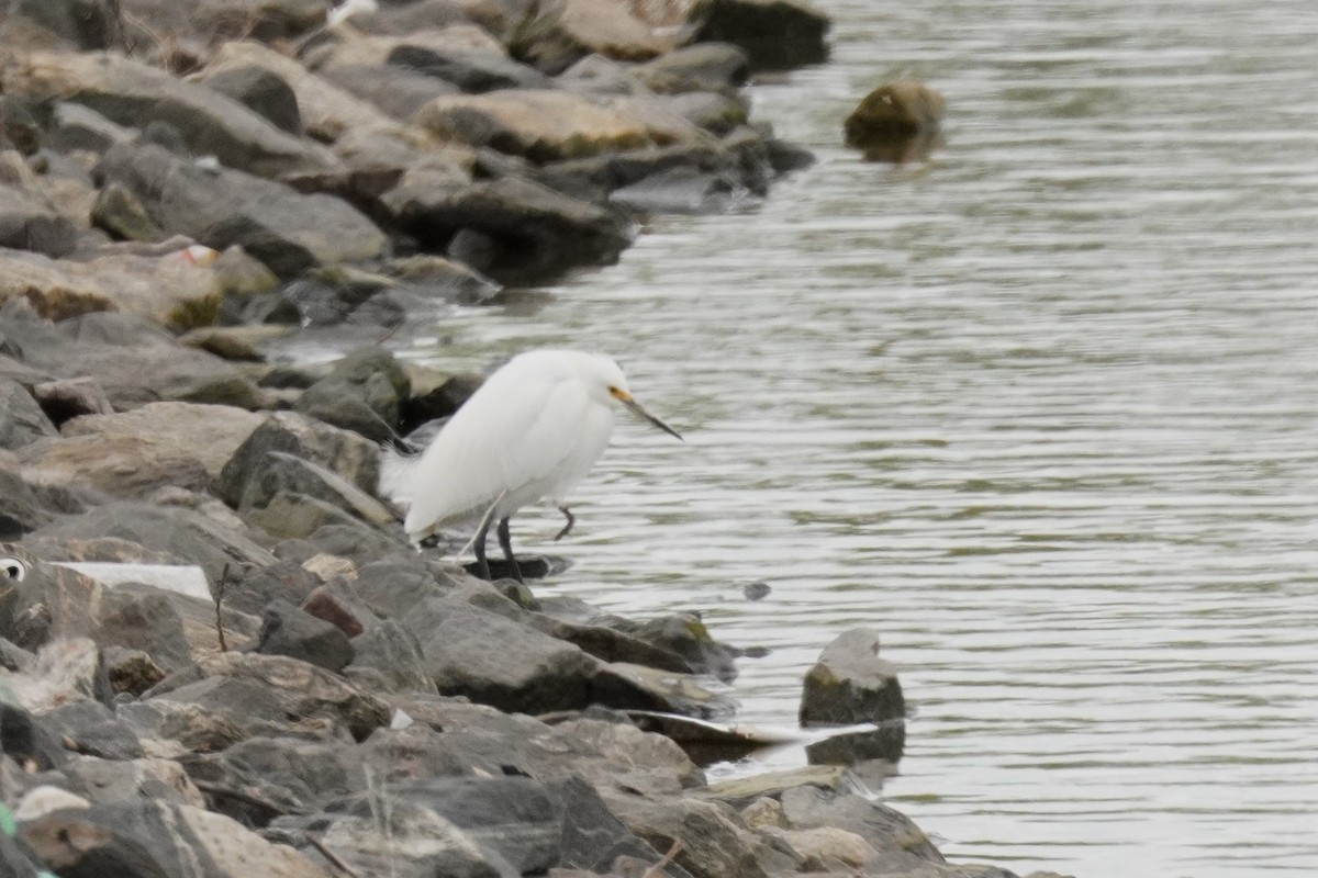 Snowy Egret - Kristy Dhaliwal