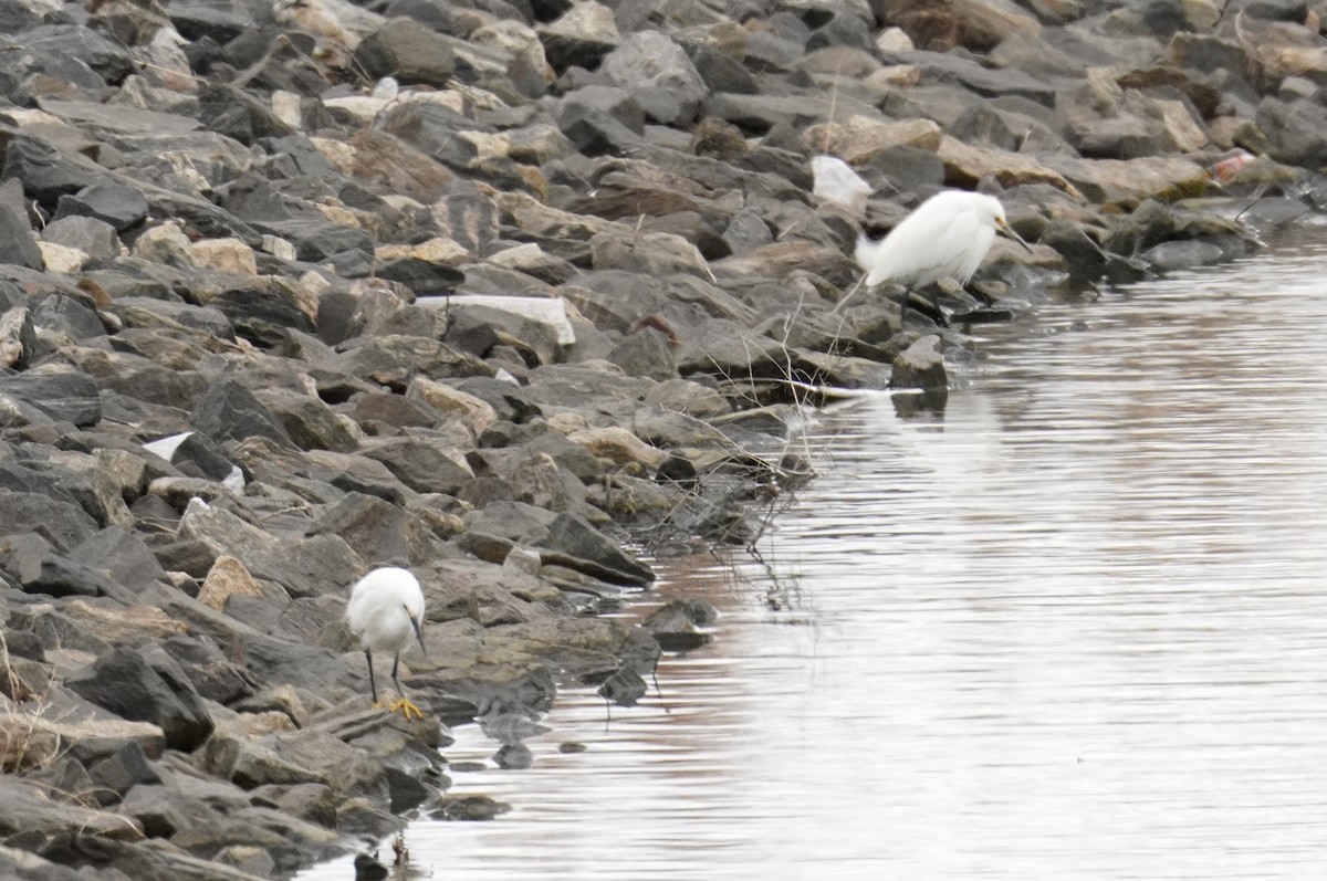 Snowy Egret - Kristy Dhaliwal