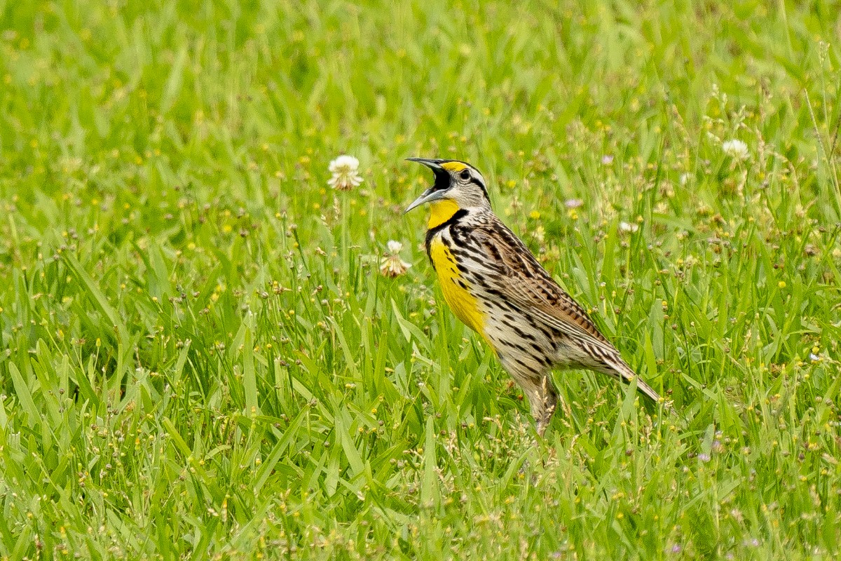 Eastern Meadowlark - Slawomir Dabrowski