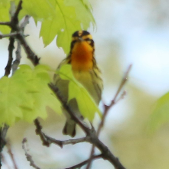 Blackburnian Warbler - Norah Murphy