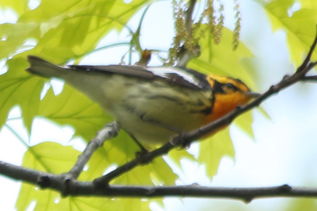 Blackburnian Warbler - Norah Murphy