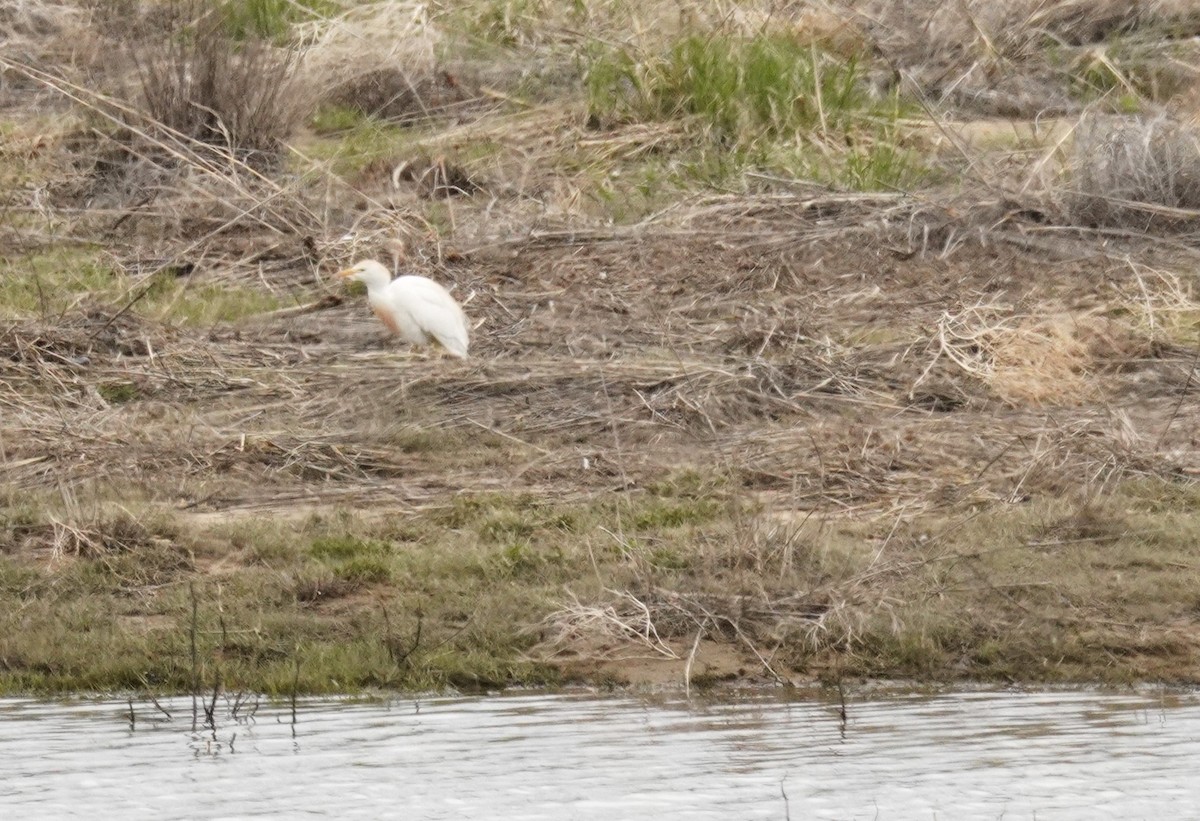 Western Cattle Egret - Kristy Dhaliwal