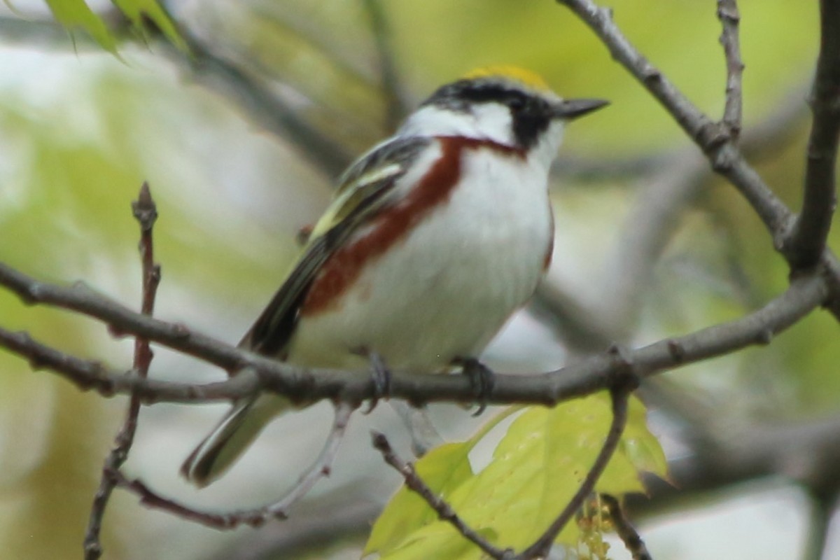 Chestnut-sided Warbler - Norah Murphy