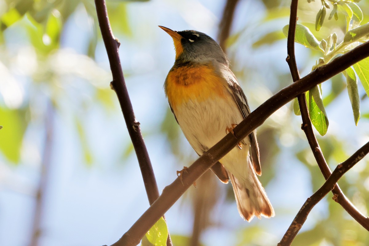 Northern Parula - Risë Foster-Bruder