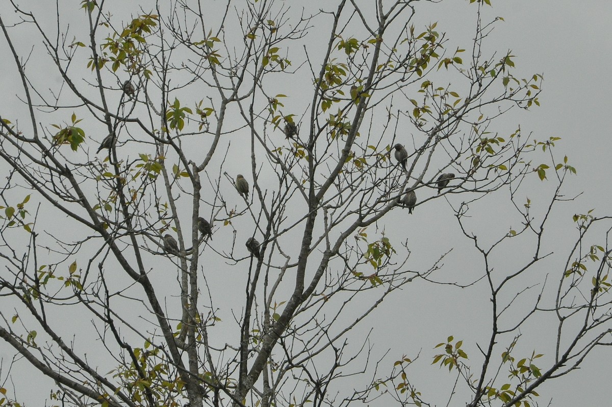 Pine Siskin - Sam Collins