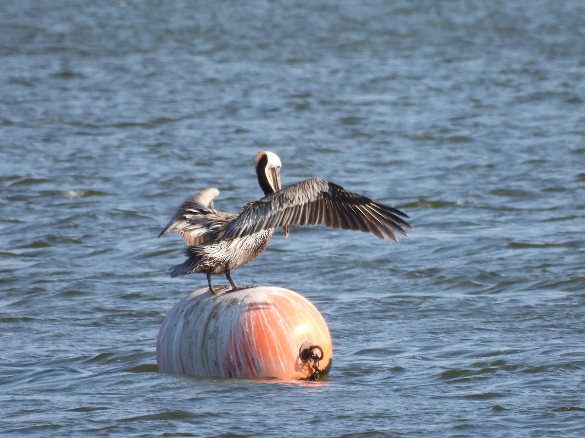 Brown Pelican - ML618799418