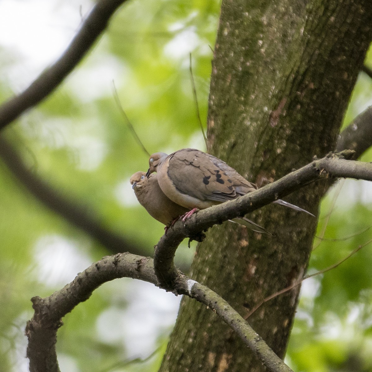 Mourning Dove - Doris Moreira Douek