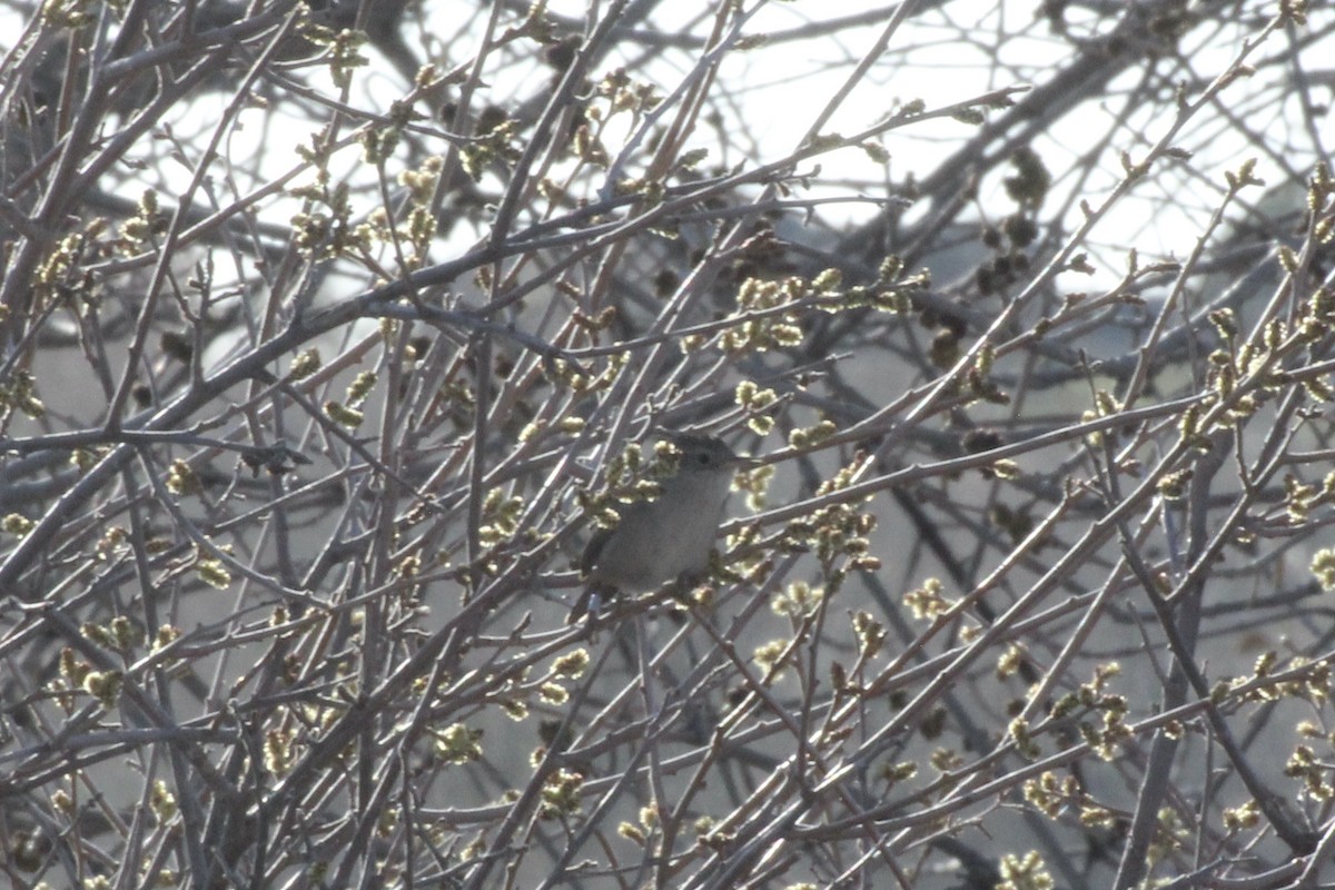 House Wren - ML618799428