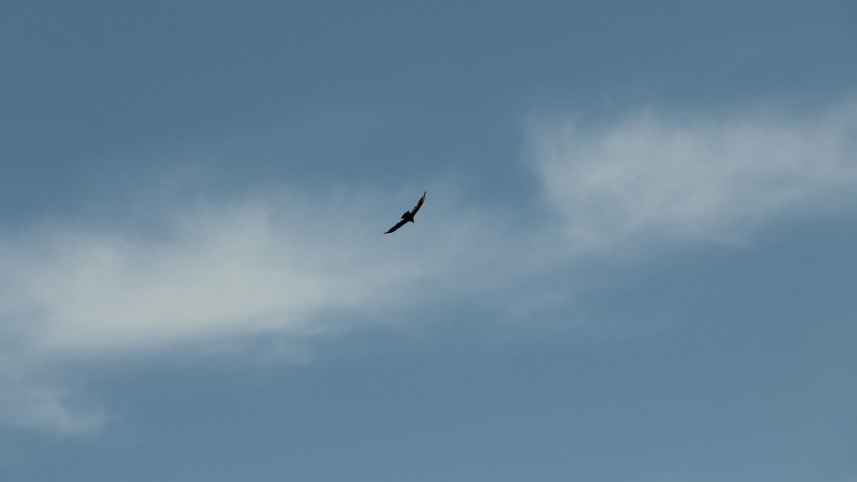 Turkey Vulture - Texas Bird Family