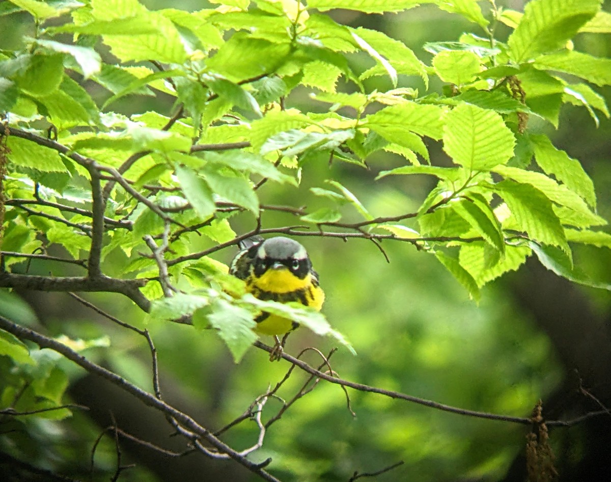 Magnolia Warbler - Evgenia Ilinishnaya