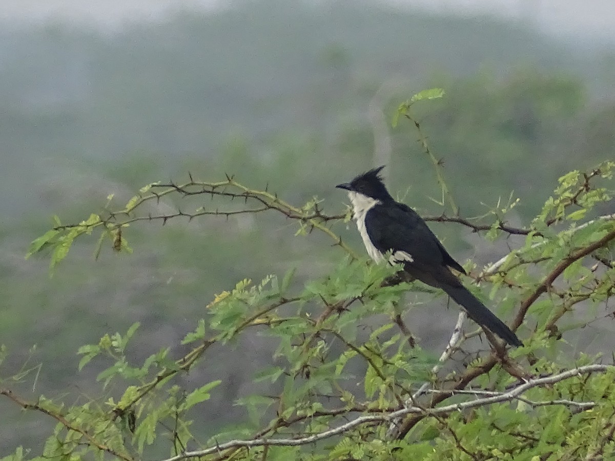 Pied Cuckoo - ML618799437