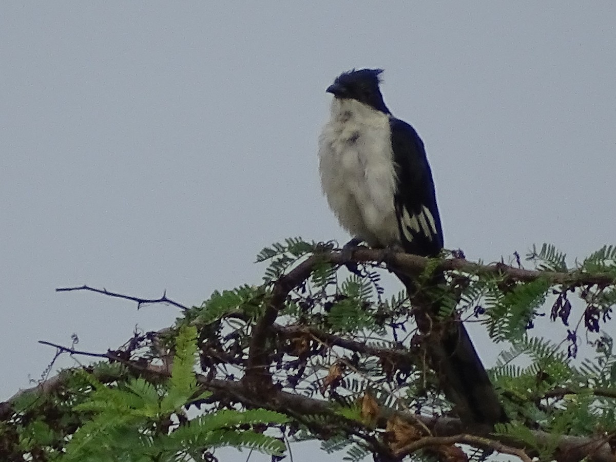 Pied Cuckoo - ML618799439