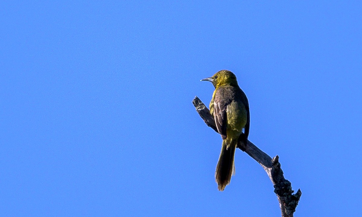 Hooded Oriole - Becky Matsubara