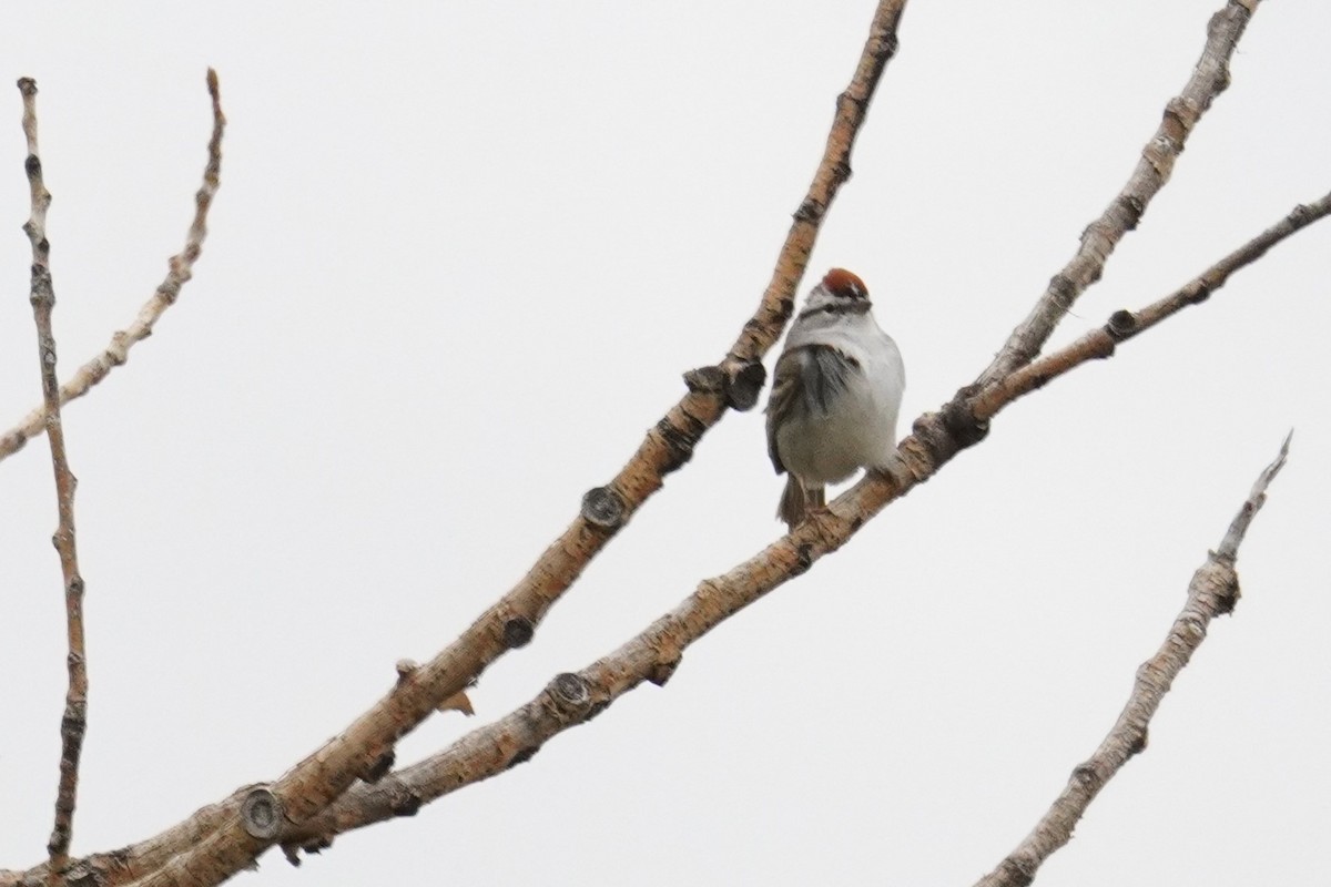 Chipping Sparrow - Kristy Dhaliwal