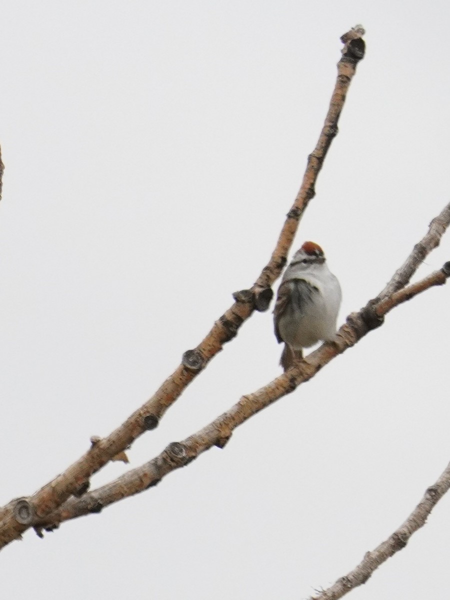 Chipping Sparrow - Kristy Dhaliwal