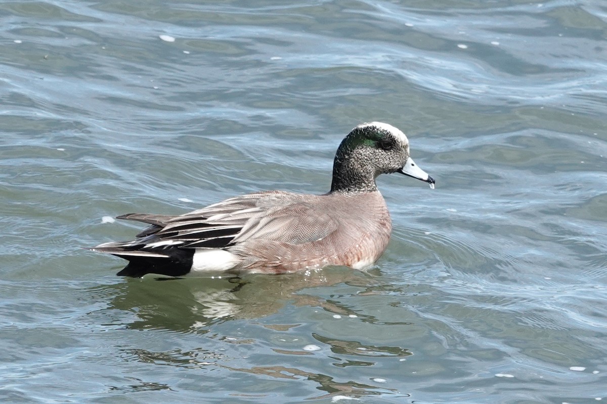 American Wigeon - ML618799455