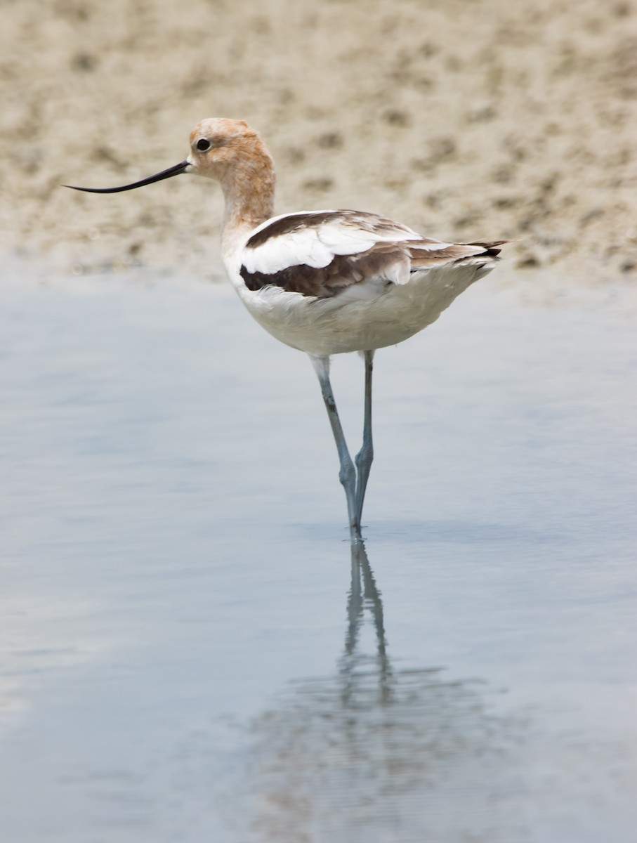 American Avocet - Victor Gamez