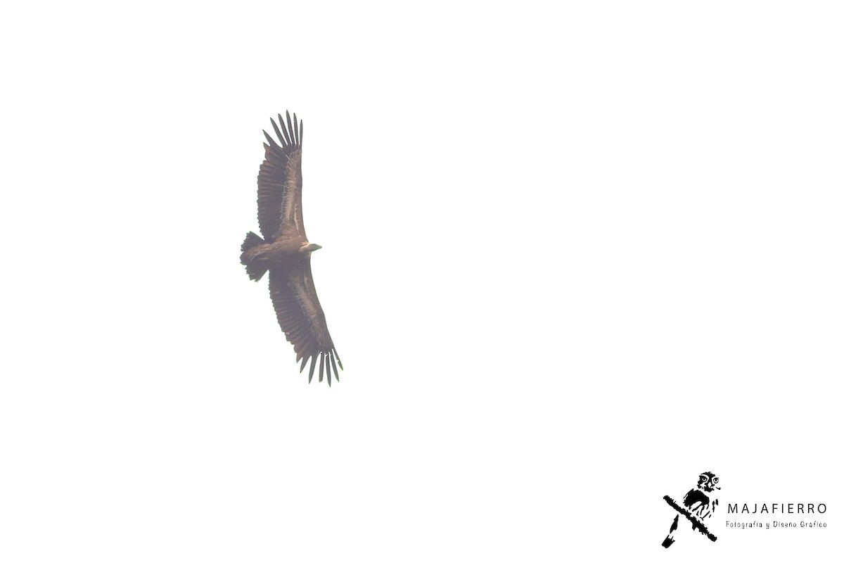 Eurasian Griffon - ML618799472