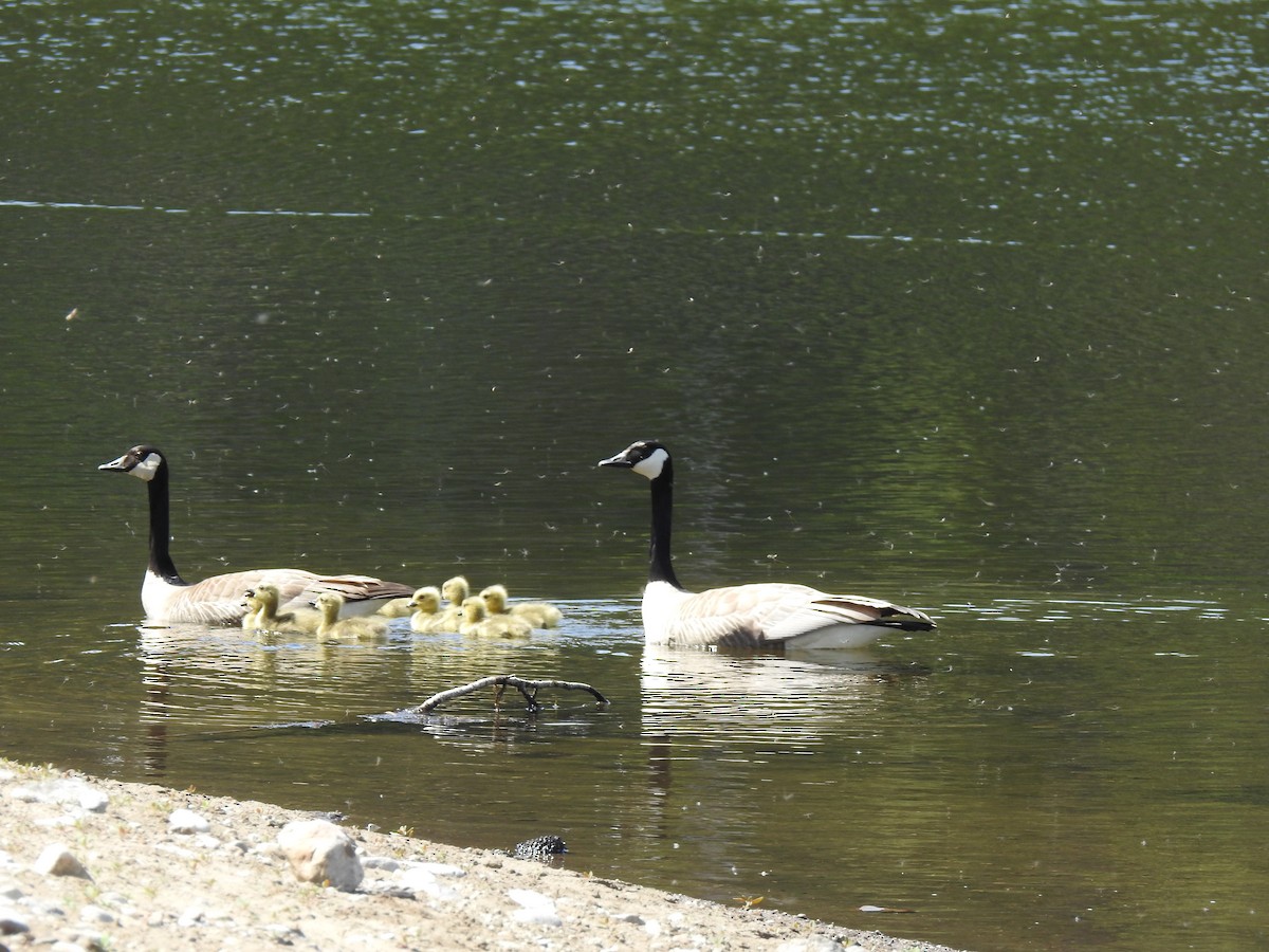 Canada Goose - ML618799475