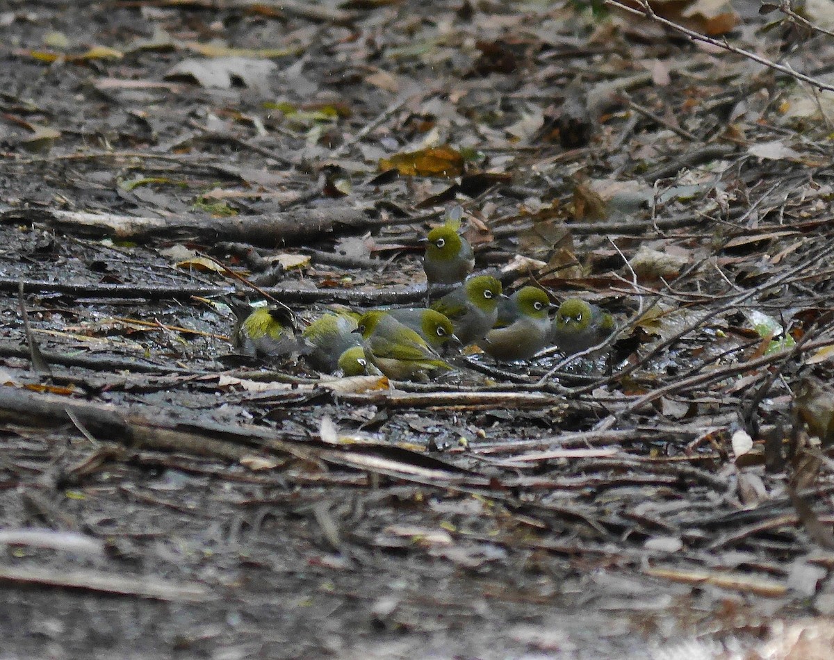 Silvereye - Jonathan Boucher