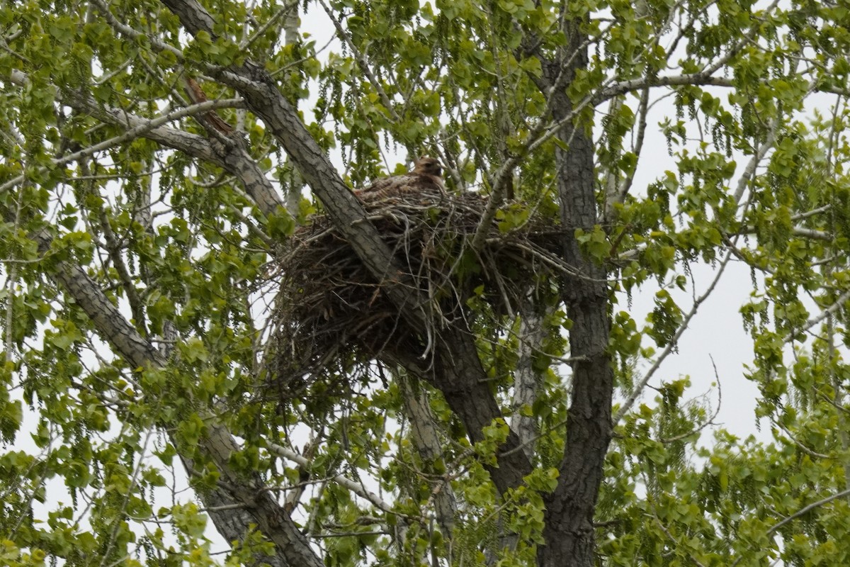 Red-tailed Hawk - Kristy Dhaliwal