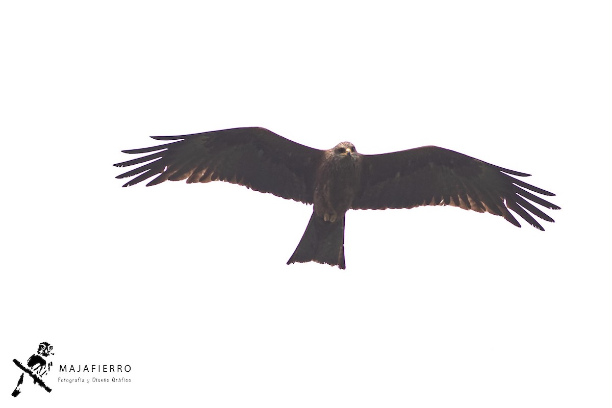 Black Kite - Roberto Vargas Masis