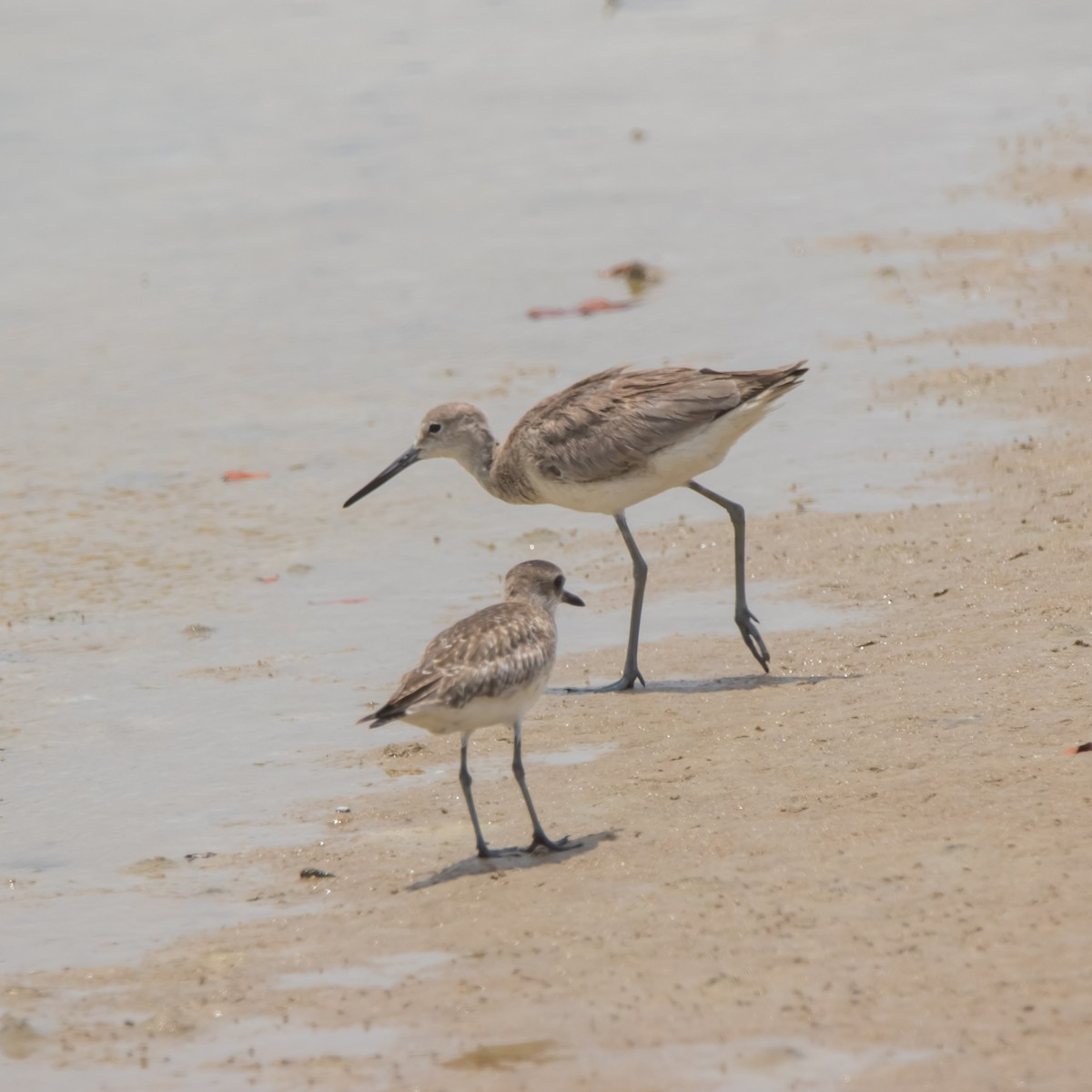 Willet - ML618799483