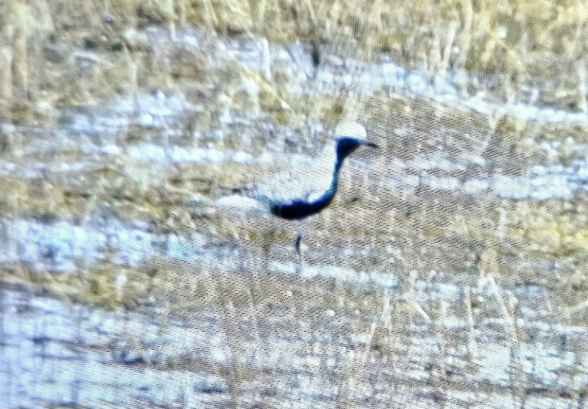 Black-bellied Plover - Billy Medley