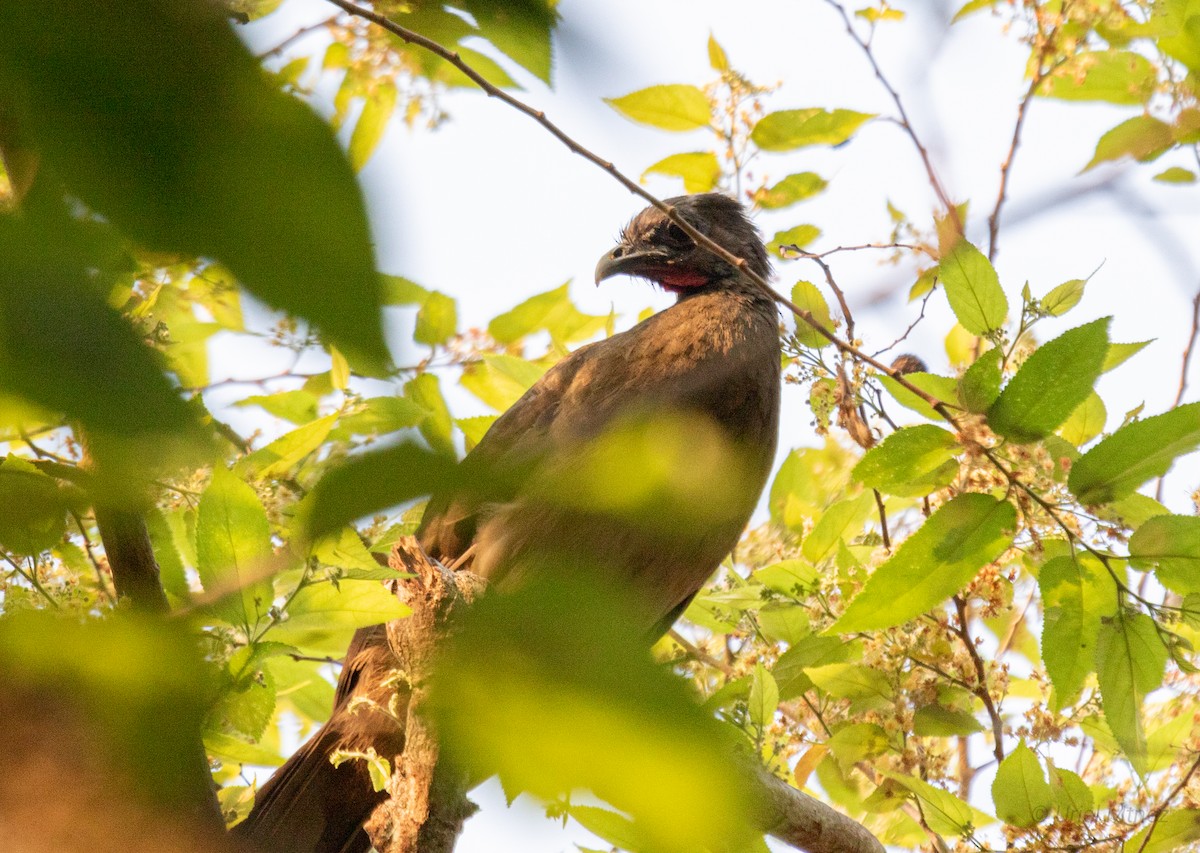 Plain Chachalaca - Uriel Mtnez