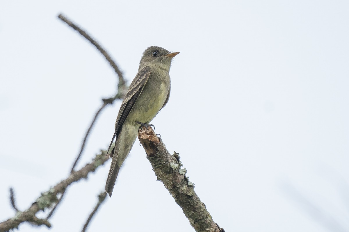 Eastern Wood-Pewee - Slawomir Dabrowski