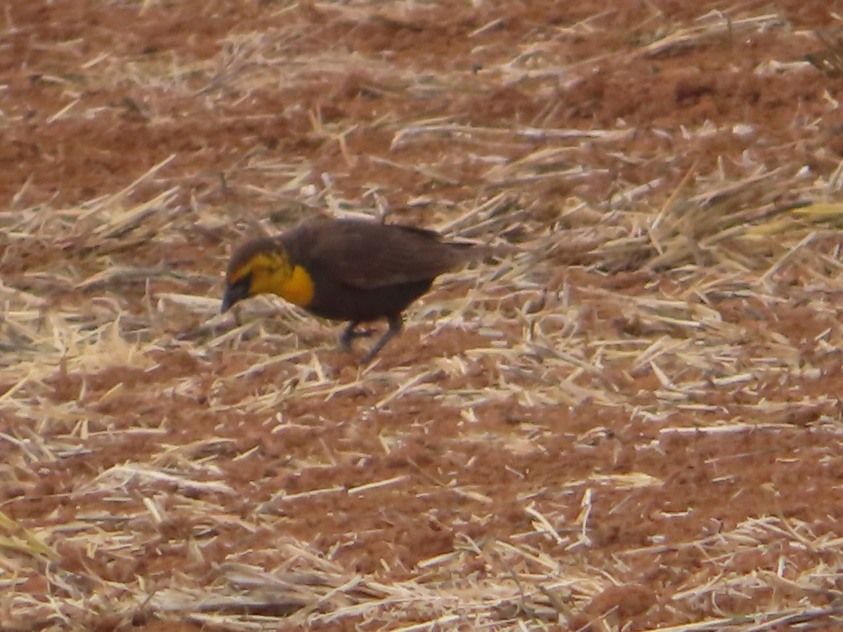 Yellow-headed Blackbird - J.A. Jensen