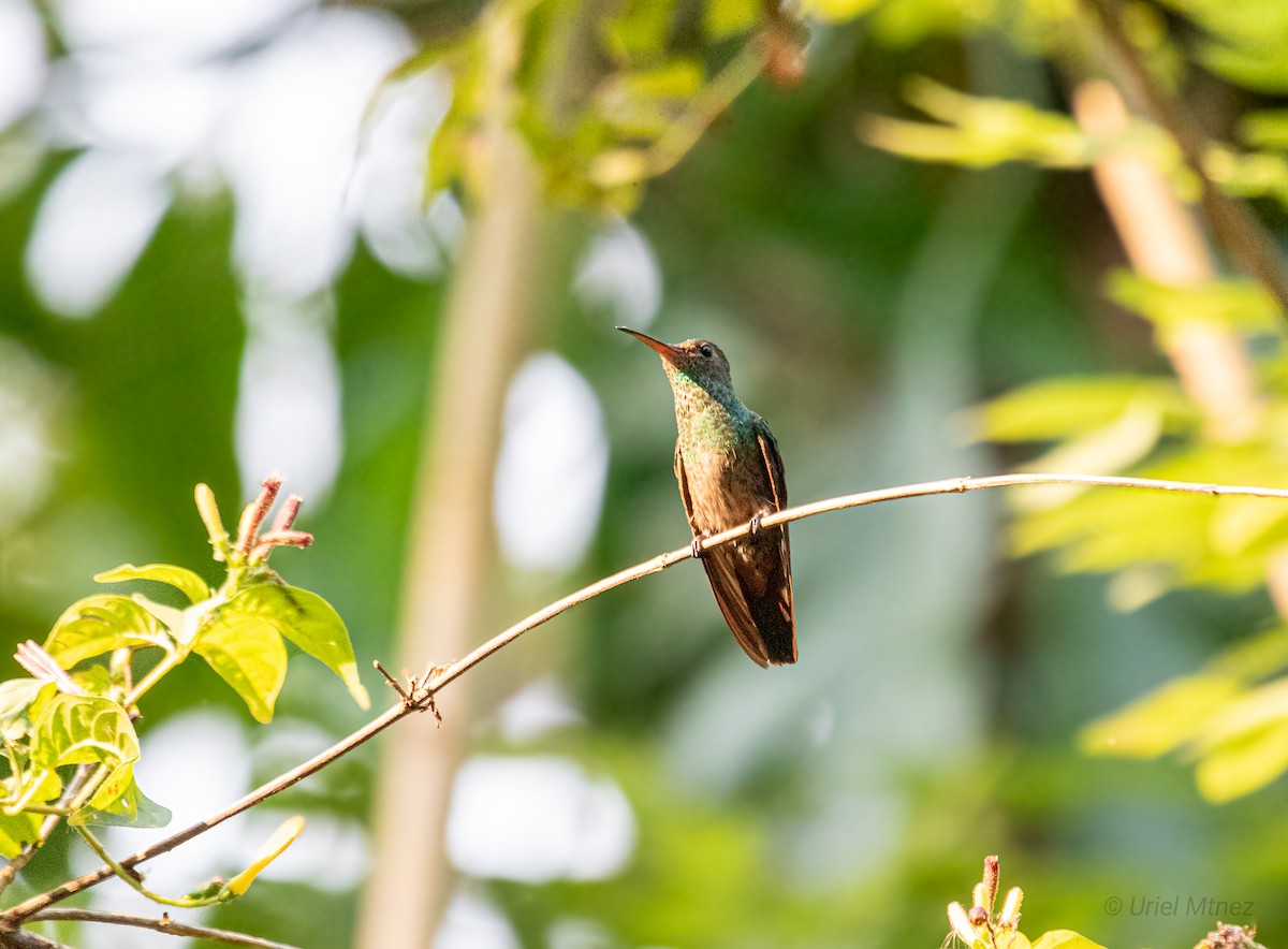 Rufous-tailed Hummingbird - Uriel Mtnez