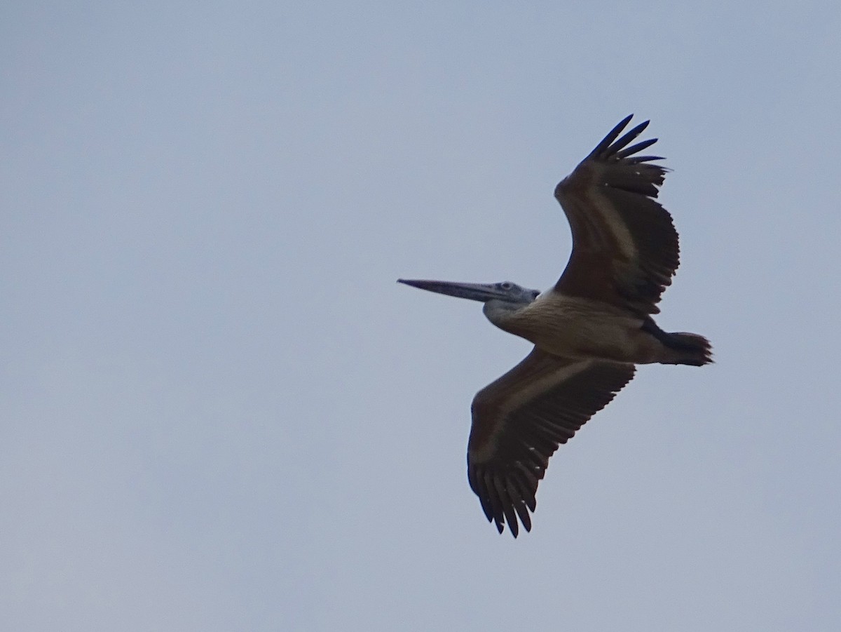 Spot-billed Pelican - ML618799523