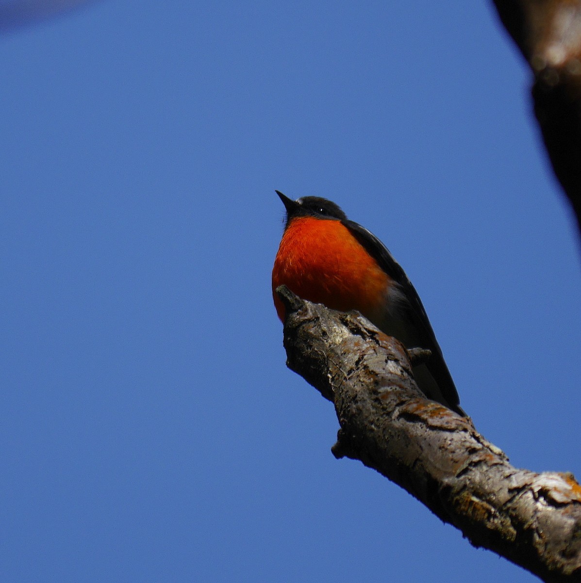 Flame Robin - Jonathan Boucher