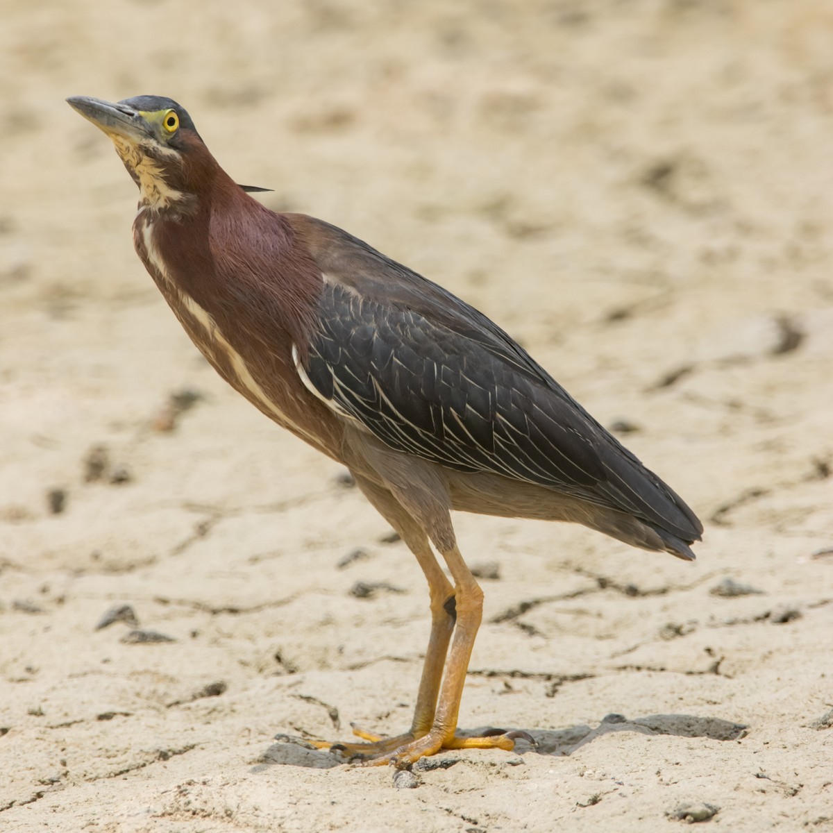 Green Heron - Victor Gamez