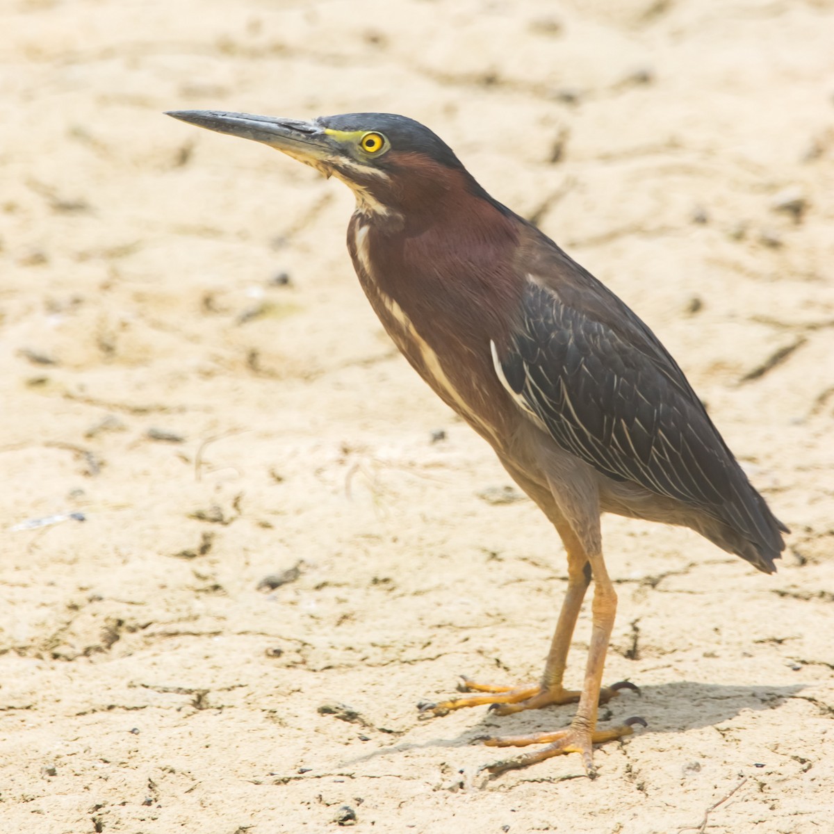 Green Heron - Victor Gamez