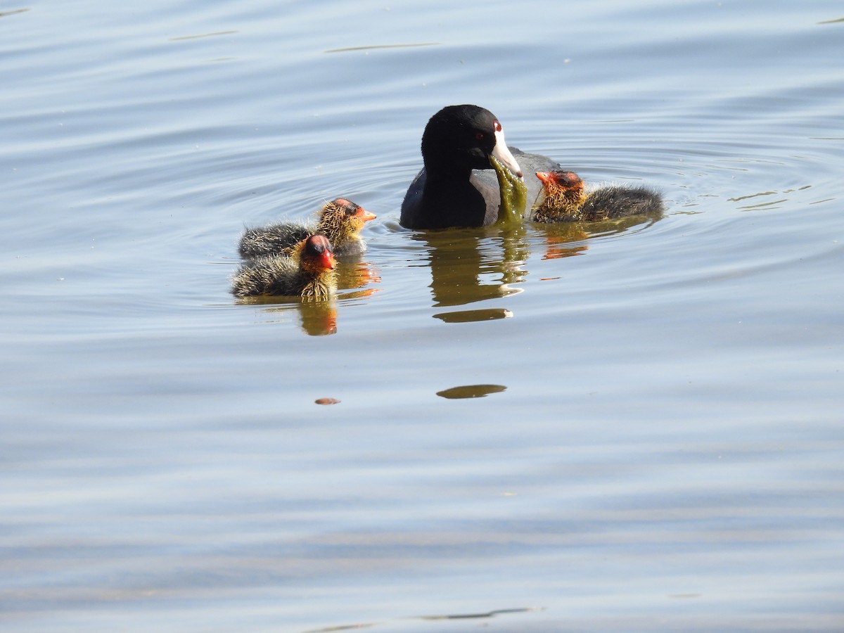 American Coot - Ralph Carlson