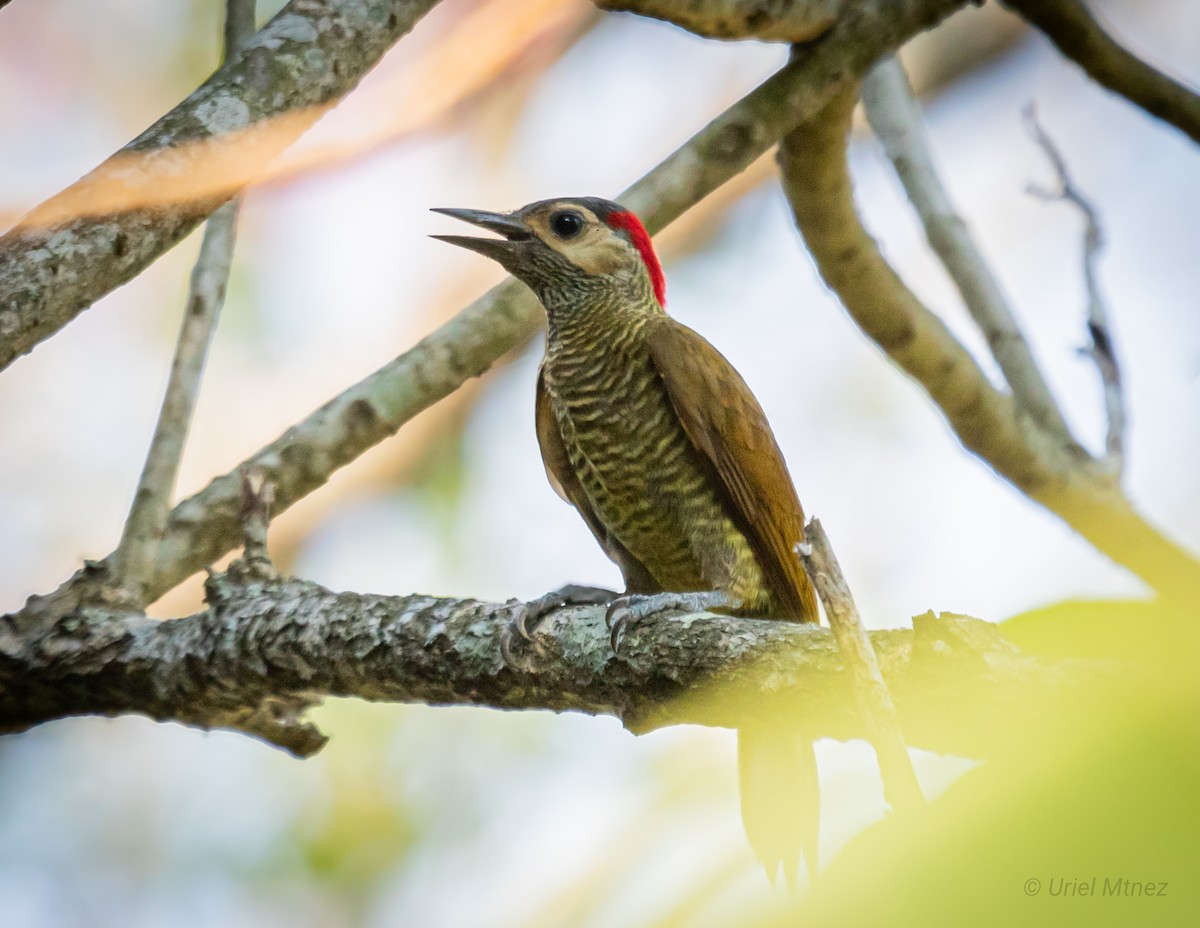 Golden-olive Woodpecker - Uriel Mtnez