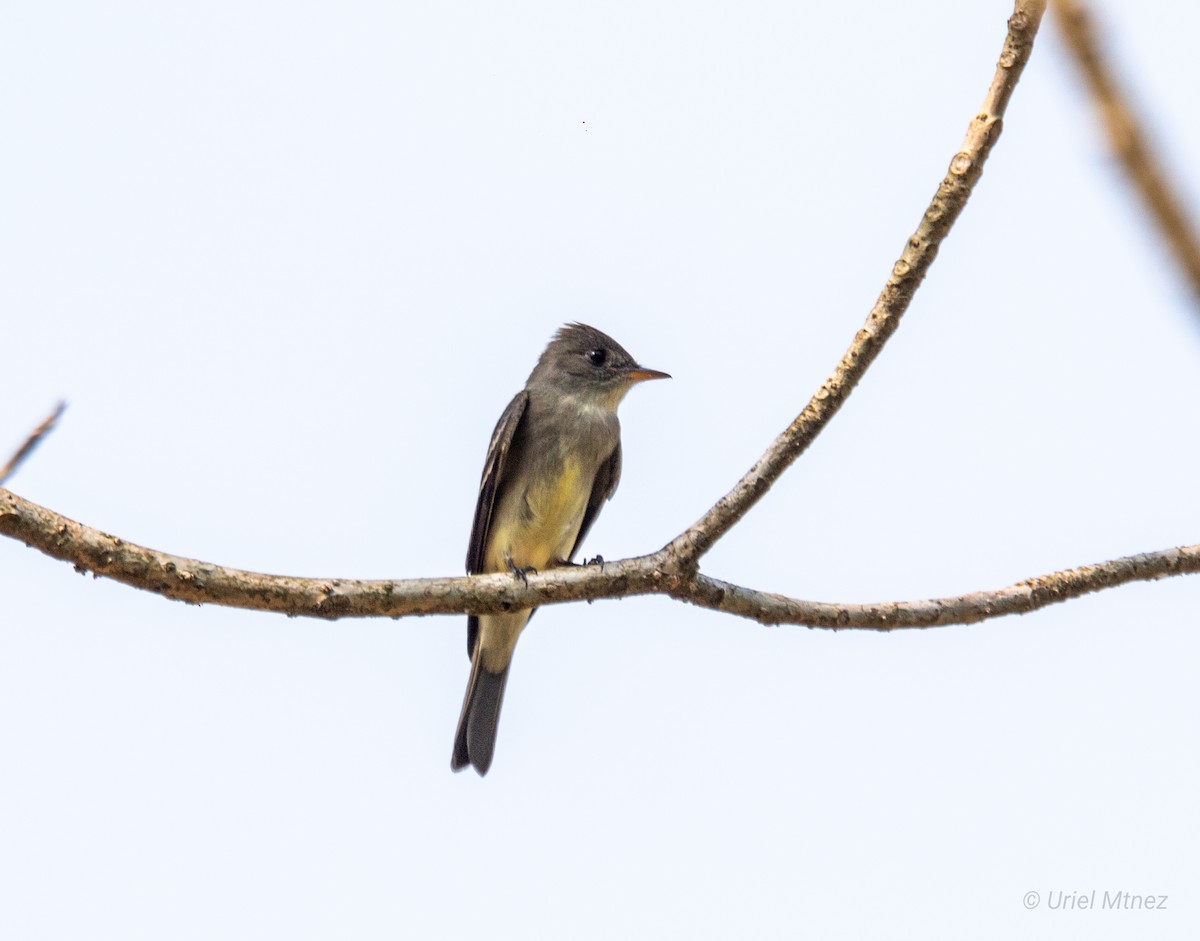 Eastern Wood-Pewee - Uriel Mtnez