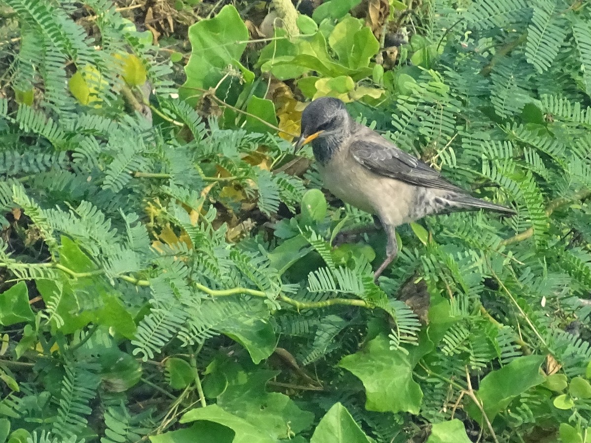 Rosy Starling - Sri Srikumar