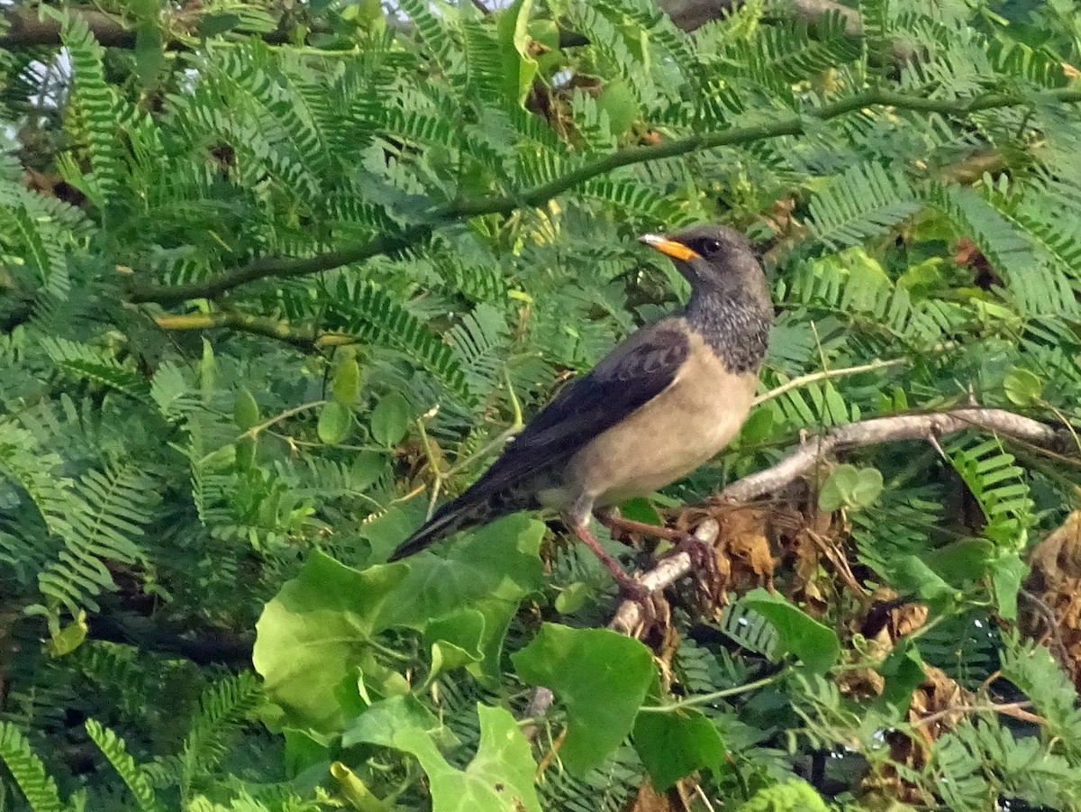 Rosy Starling - Sri Srikumar