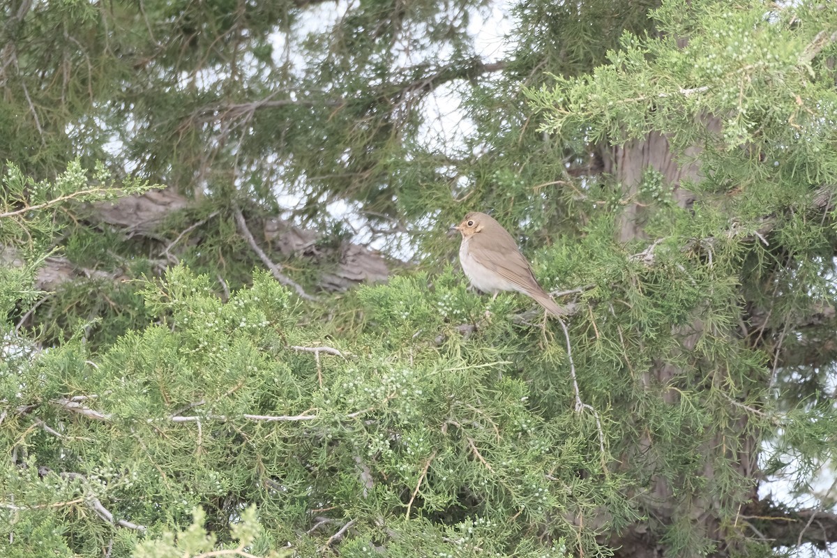 Swainson's Thrush - Ruben Rodriguez