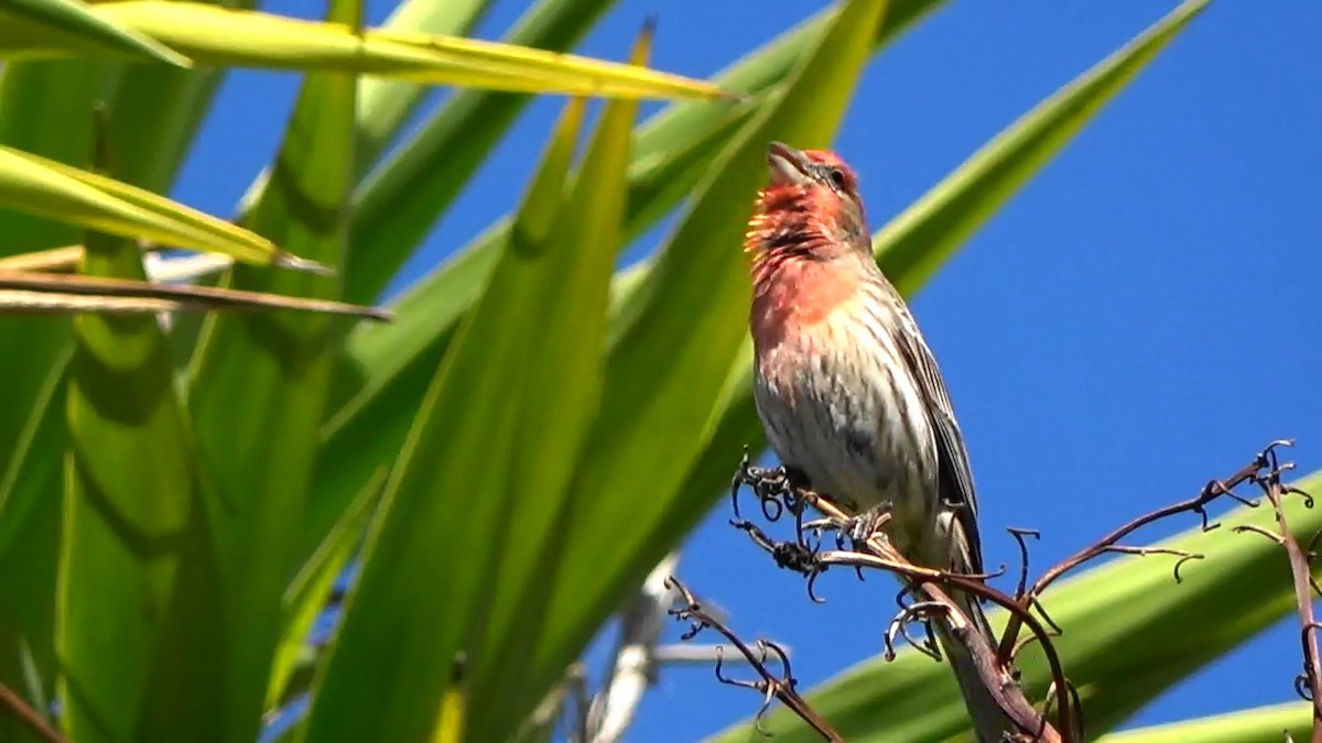 House Finch - Bruce Schine