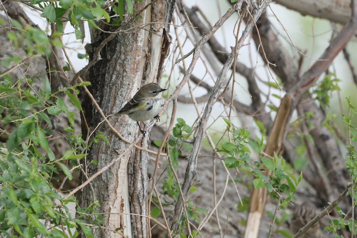 Yellow-rumped Warbler (Myrtle) - ML618799637